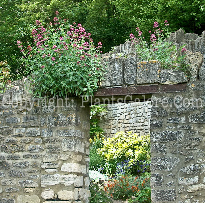 PGC-P-Centranthus-ruber-aka-Valerian-5