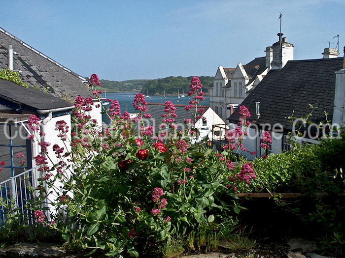 PGC-P-Centranthus-ruber-aka-Valerian-6