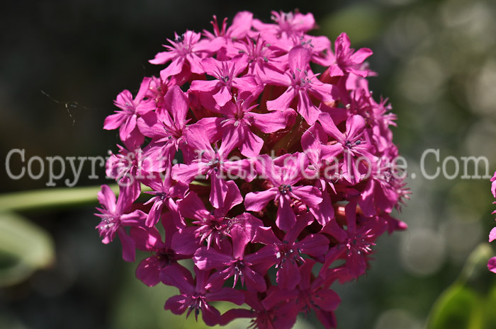 PGC-P-Centranthus-ruber-aka-Valerian-7