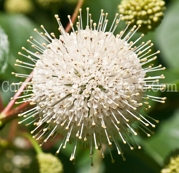 PGC-S-Cephalanthus-occidentalis-aka-Buttonbush-flower-2
