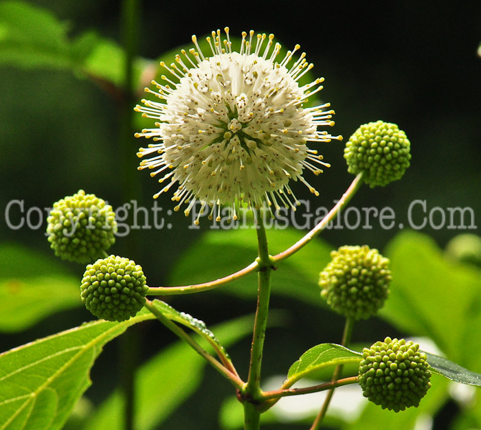 PGC-S-Cephalanthus-occidentalis-aka-Buttonbush-flower-3