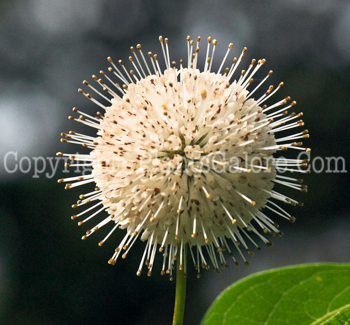 PGC-S-Cephalanthus-occidentalis-aka-Buttonbush-flower-6