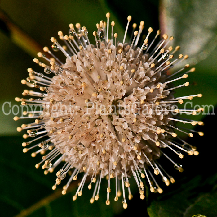 PGC-S-Cephalanthus-occidentalis-aka-Buttonbush-flower-7