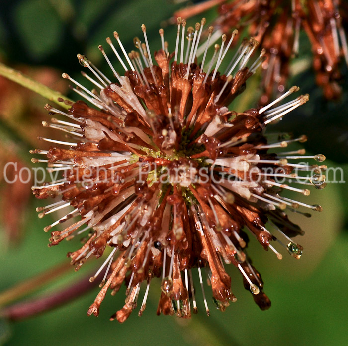 PGC-S-Cephalanthus-occidentalis-aka-Buttonbush-flower-8