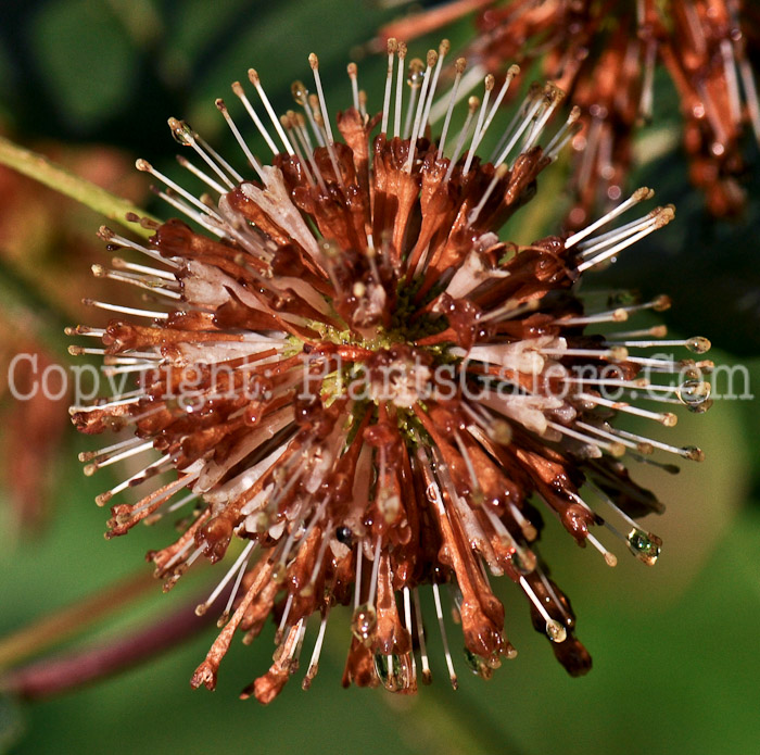 PGC-S-Cephalanthus-occidentalis-aka-Buttonbush-flower-8