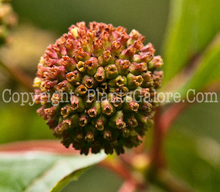 PGC-S-Cephalanthus-occidentalis-aka-Buttonbush-seed-1