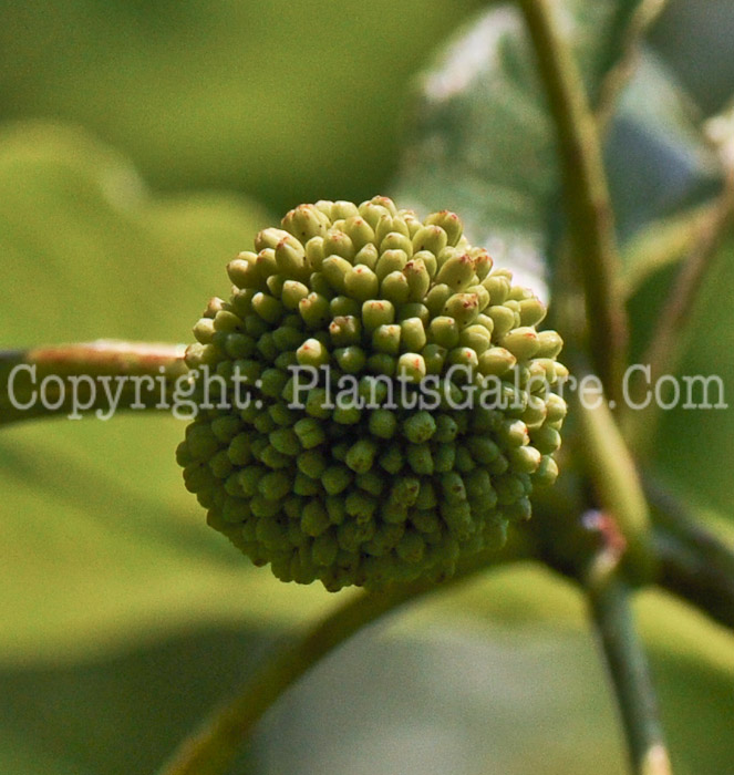 PGC-S-Cephalanthus-occidentalis-aka-Buttonbush-seed-2