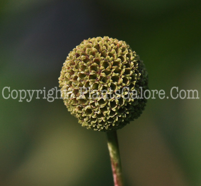 PGC-S-Cephalanthus-occidentalis-aka-Buttonbush-seed-3