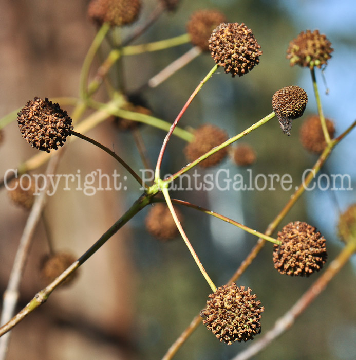 PGC-S-Cephalanthus-occidentalis-aka-Buttonbush-seed-5