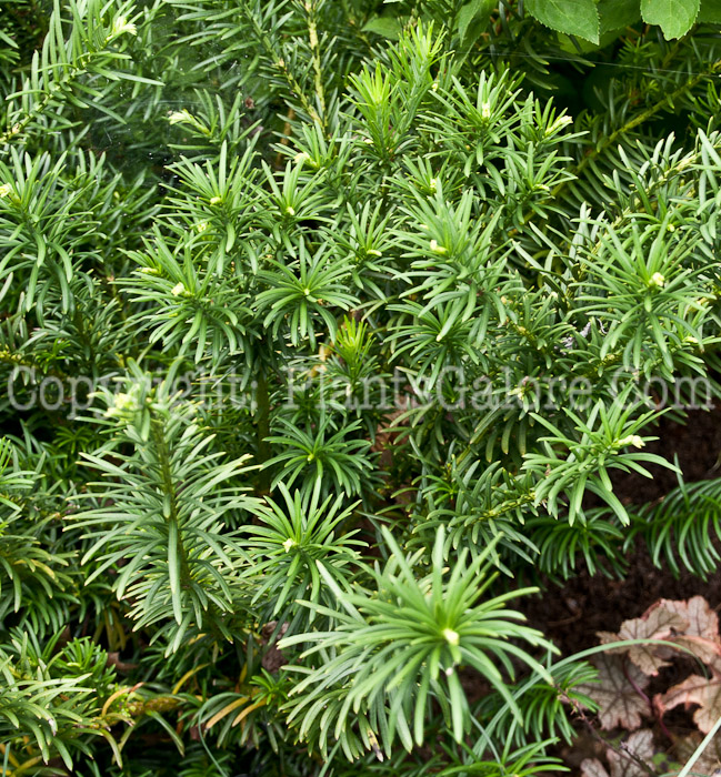 PGC-S-Cephalotaxus-harringtonii-Yewtopia-aka-Plum-Yew-0714-4