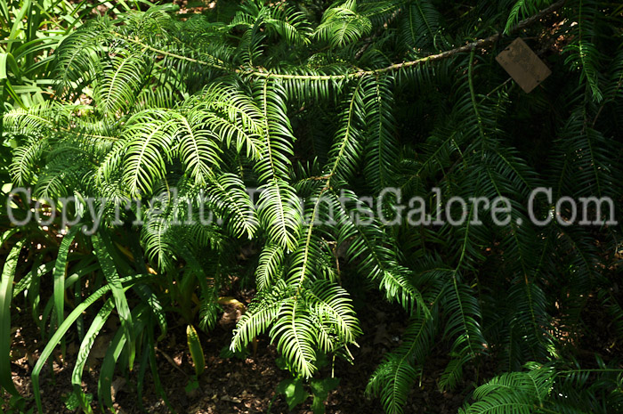 PGC-S-Cephalotaxus-sinensis-aka-Plum-Yew-1