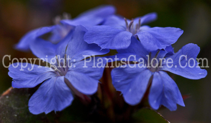 PGC-P-Ceratostigma-plumbaginoides-aka-Leadwort-1