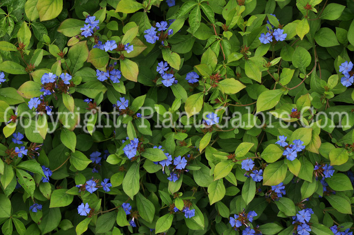 PGC-P-Ceratostigma-plumbaginoides-aka-Leadwort-11