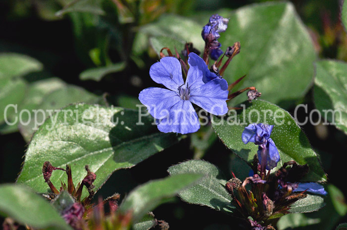 PGC-P-Ceratostigma-plumbaginoides-aka-Leadwort-2