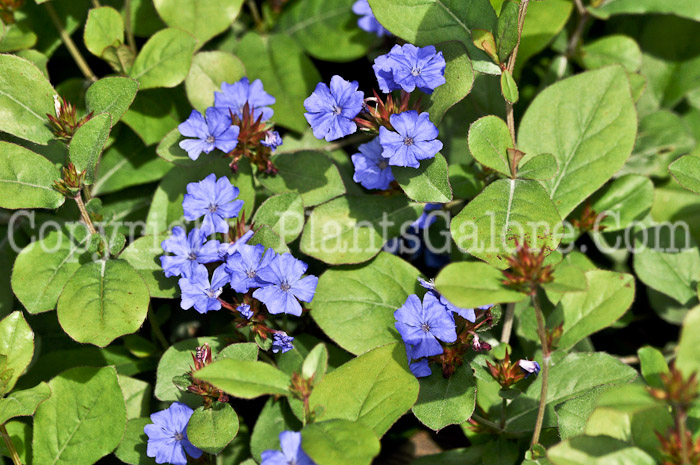 PGC-P-Ceratostigma-plumbaginoides-aka-Leadwort-5