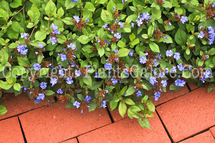 PGC-P-Ceratostigma-plumbaginoides-aka-Leadwort-6