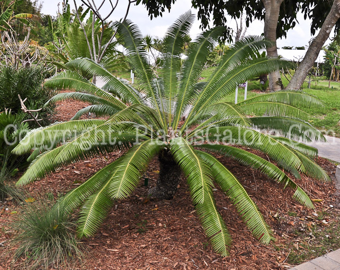 PGC-S-Ceratozamia-mexicana-aka-Mexican-Cycad-2013-1