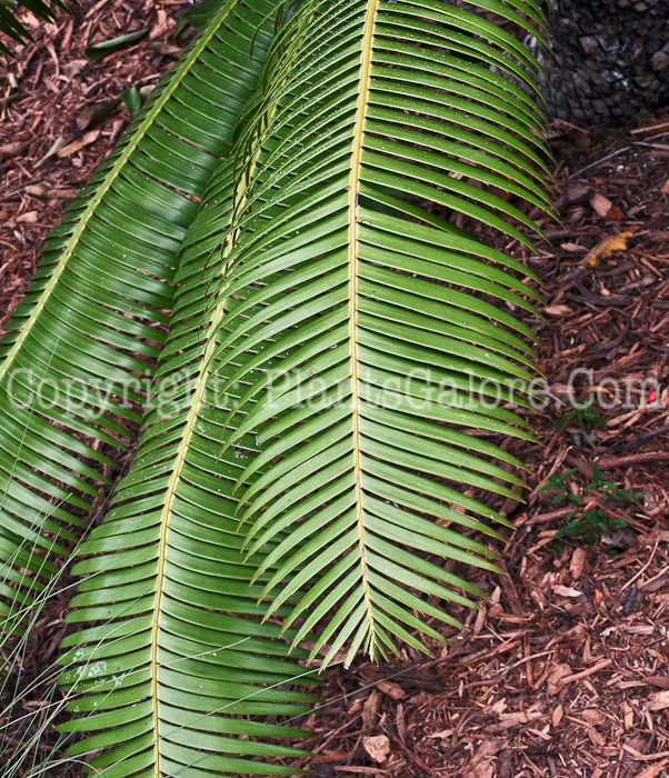 PGC-S-Ceratozamia-mexicana-aka-Mexican-Cycad-2013-3