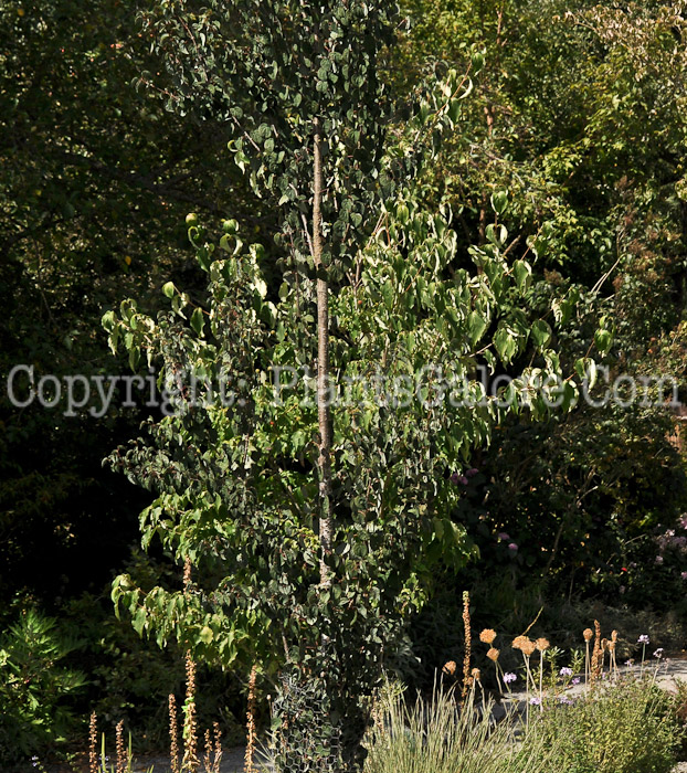 PGC-T-Cercidiphyllum-japonicum-Rotfuchs-2012 (4 of 6)
