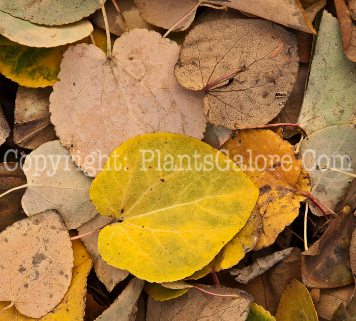 PGC-T-Cercidiphyllum-japonicum-aka-Katsure-Tree-leaf-6