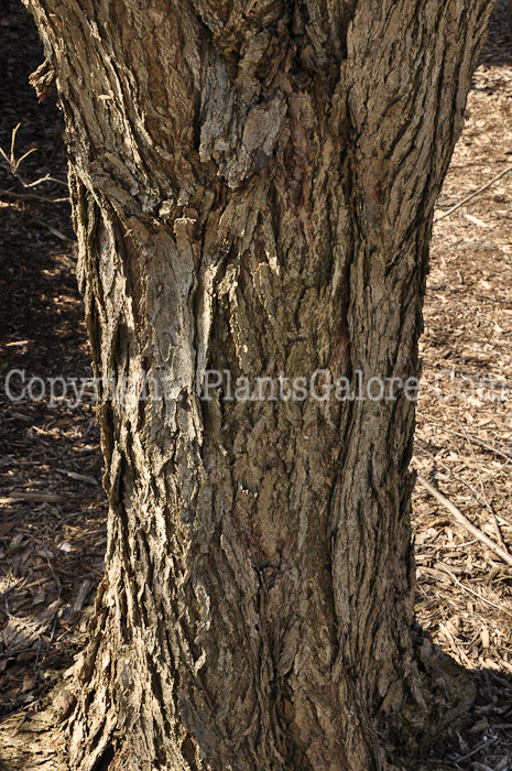 PGC-T-Cercidiphyllum-japonicum-aka-Katsure-Tree-trunk-1