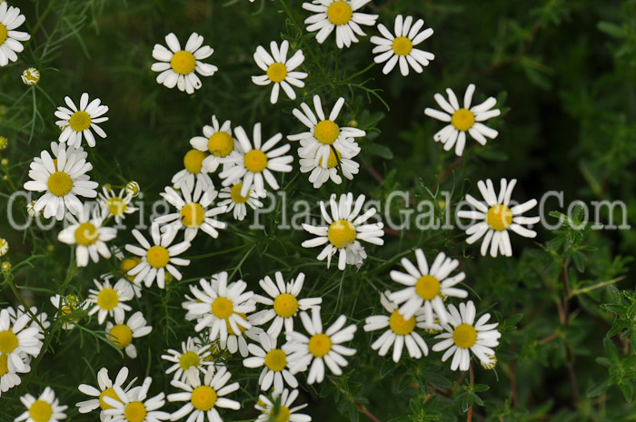 PGC-P-Chamaemelum-nobile-aka-Lawn-Chamomile-2