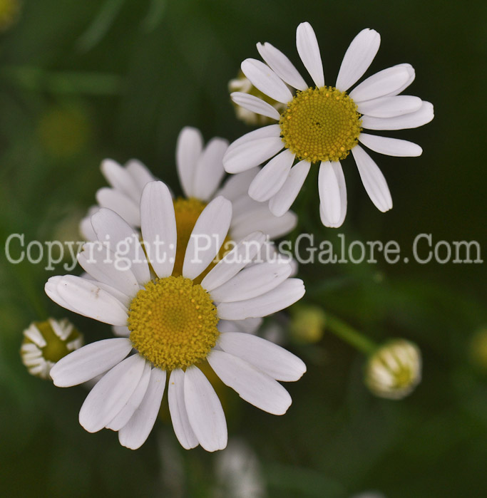 PGC-P-Chamaemelum-nobile-aka-Lawn-Chamomile-3