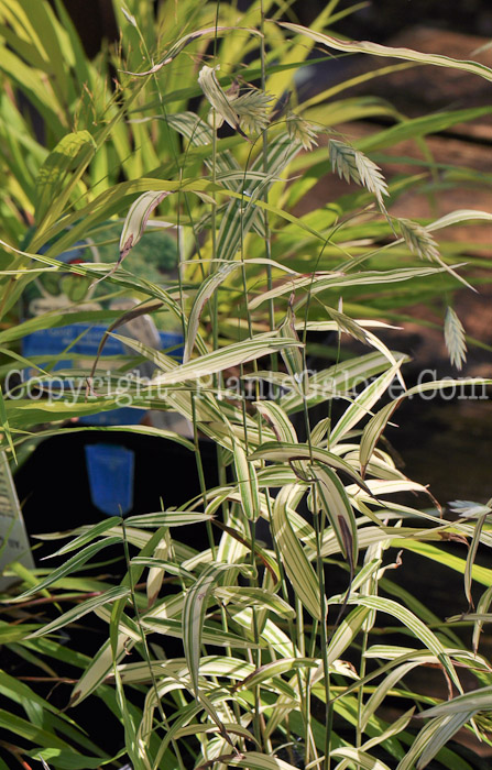 PGC-G-Chasmanthium-latifolium-River-Mist-aka-Northern-Sea-Oats-2