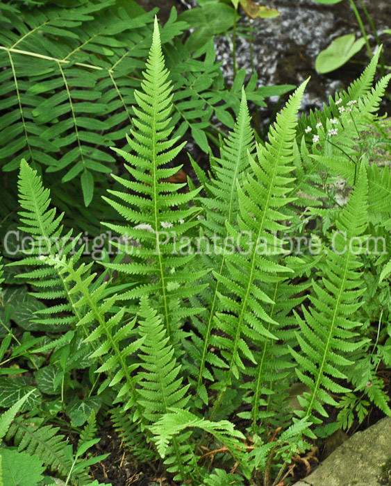 PGC-F-Cheilanthes-lanosa-aka-Hairy-Lip-Fern-2