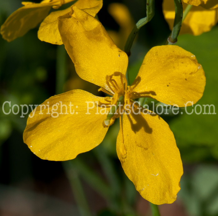 PGC-P-Chelidonium-majus-aka-Greater-Celandine-0514r-1