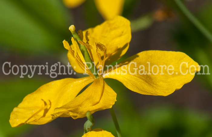 PGC-P-Chelidonium-majus-aka-Greater-Celandine-0514r-2