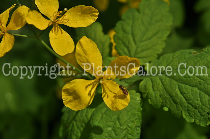 PGC-P-Chelidonium-majus-aka-Greater-Celandine-3