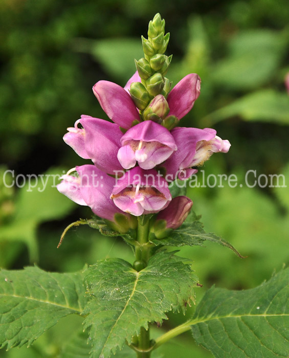 PGC-P-Chelone-lyonii-aka-Turtlehead-2