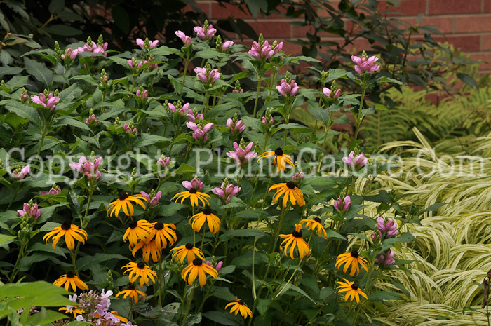 PGC-P-Chelone-lyonii-aka-Turtlehead-3