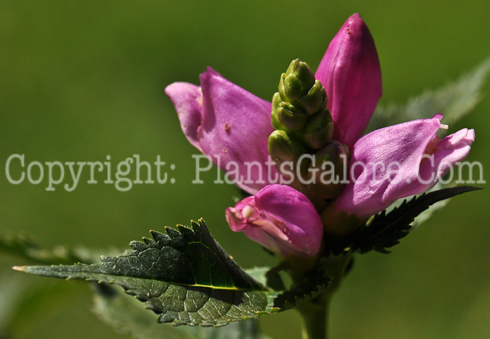 PGC-P-Chelone-lyonii-aka-Turtlehead-4