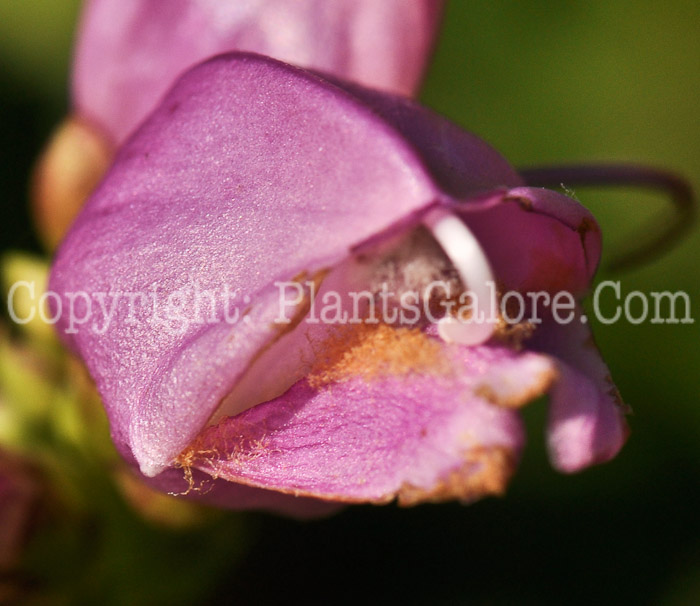 PGC-P-Chelone-obliqua-aka-Rose-Turtlehead-1