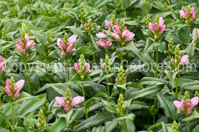 PGC-P-Chelone-obliqua-aka-Rose-Turtlehead-3