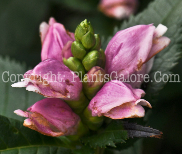 PGC-P-Chelone-obliqua-aka-Rose-Turtlehead-5