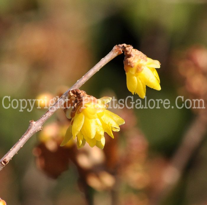 PGC-S-Chimonanthus-praecox-Luteus-aka-Fragrant-Wintersweet-1