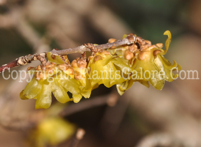 PGC-S-Chimonanthus-praecox-aka-Fragrant-Wintersweet-1