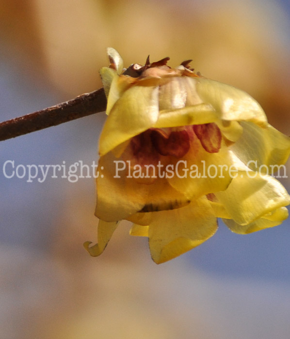 PGC-S-Chimonanthus-praecox-aka-Fragrant-Wintersweet-2