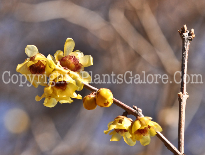 PGC-S-Chimonanthus-praecox-aka-Fragrant-Wintersweet-3