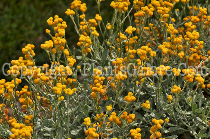 PGC-A-Chrysocephalum-apiculatum-Flambe-Yellow-2010-002