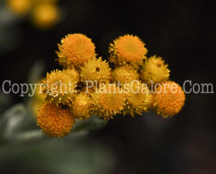 PGC-A-Chrysocephalum-apiculatum-Flambe-Yellow-2010-005