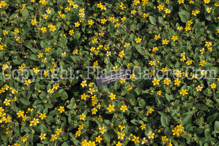 PGC-P-Chrysogonum-virginianum-Mark-Viette-aka-Golden-Star