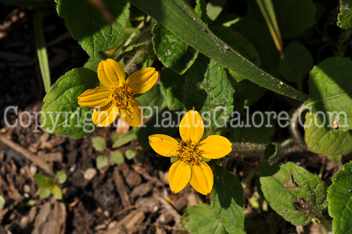 PGC-P-Chrysogonum-virginianum-aka-Golden-Star-2