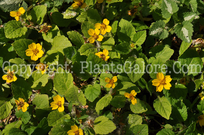 PGC-P-Chrysogonum-virginianum-aka-Golden-Star-4