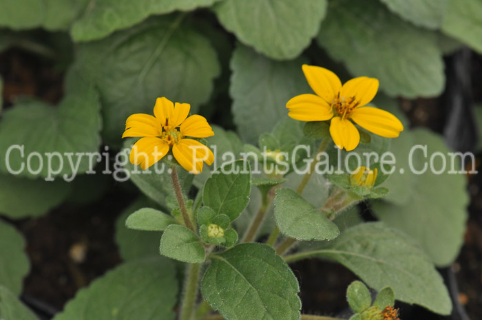 PGC-P-Chrysogonum-virginianum-aka-Golden-Star-5