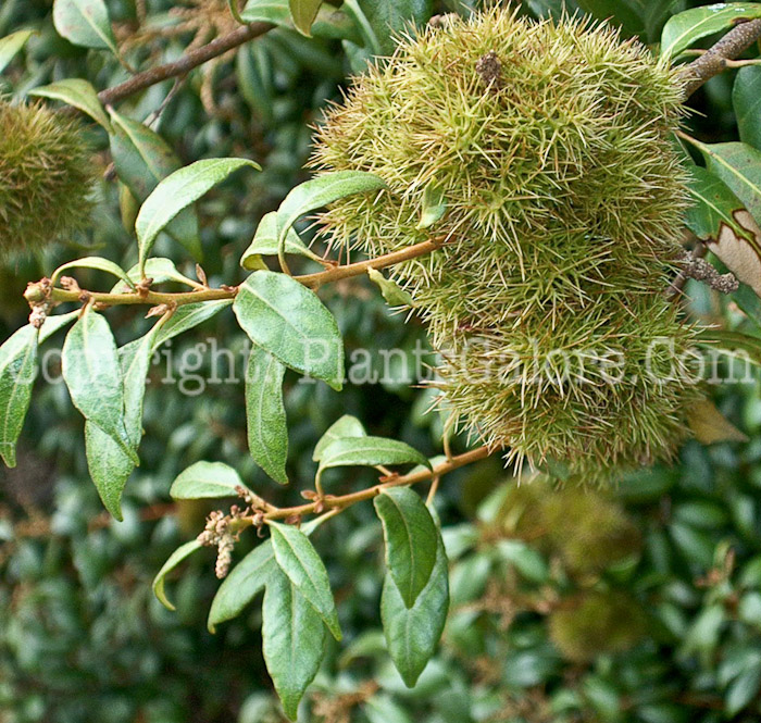 PGC-T-Chrysolepis-chrysophylla-aka-Golden-Chestnut-01