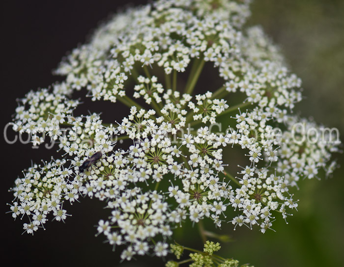 PGC-P-Cicuta-maculata-aka-Water-Hemlock-0614b-1